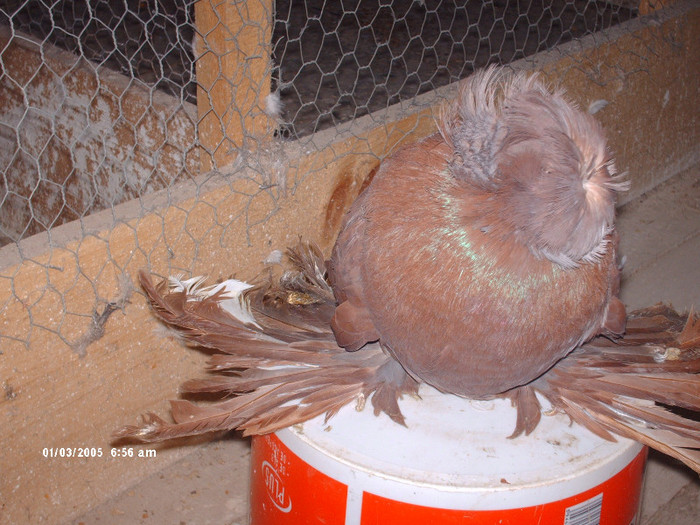 ppppppppppppp 017 - buhara matca pe 2013