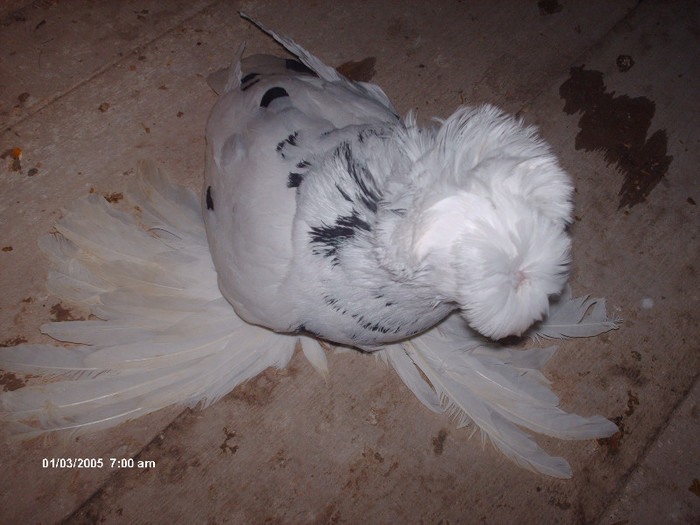 ppppppppppppp 021 - buhara matca pe 2013