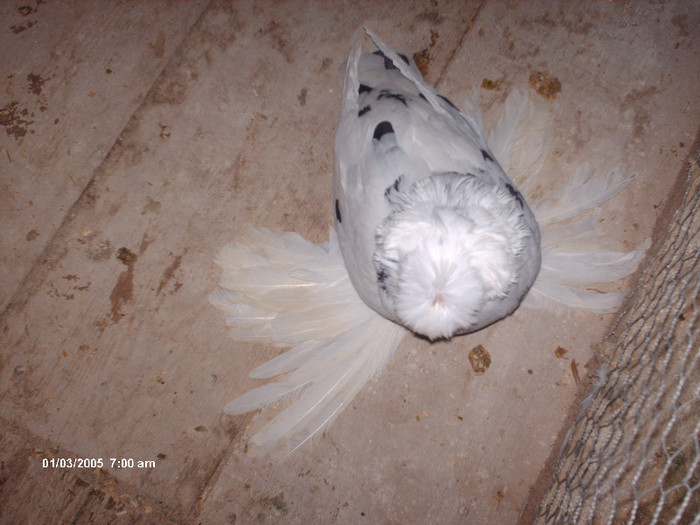 ppppppppppppp 023 - buhara matca pe 2013