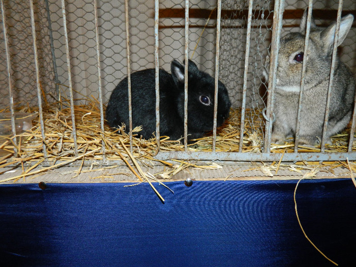 DSCN3067 - Expo sanmartin 2012