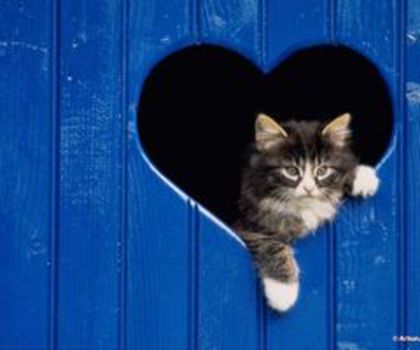 heart_thumb - 0__BUNA__0