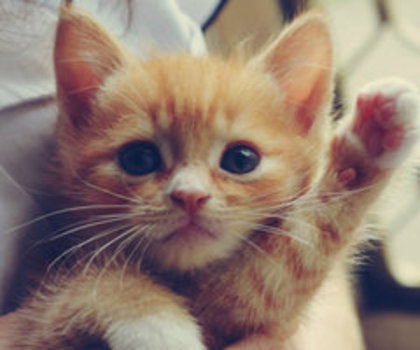 tumblr_mg40yaZIEg1qb9q0no1_500_thumb - 0__BUNA__0