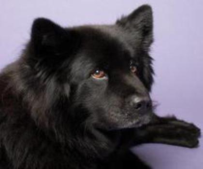 moonshadow_chow_lab_mix_12.jpg_w450_thumb