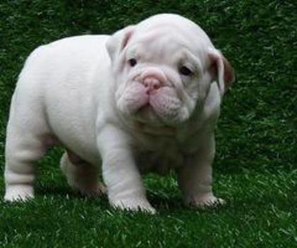 388245_302828366486300_603231323_n_thumb