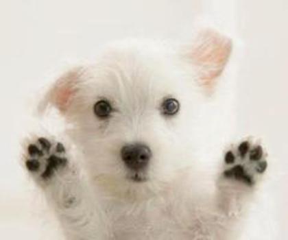 293586_456504161064693_1081132045_n_thumb