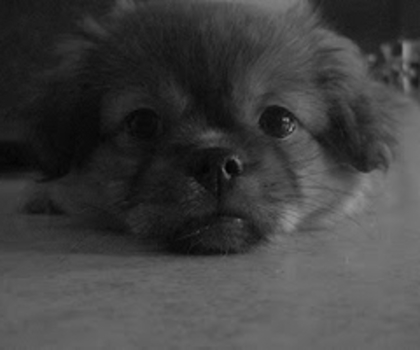 tumblr_mg6mpyWjZH1ri7zppo1_400_thumb