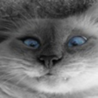 avatare_animale_721