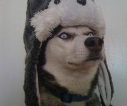 75935_507391639301235_1920613876_n_thumb