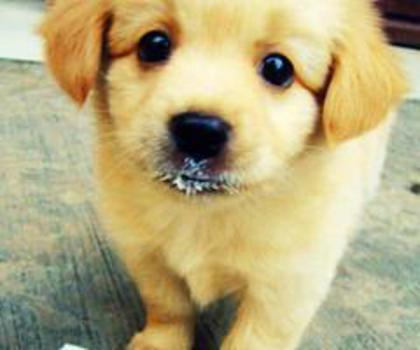 538428_146826392138123_196302242_n_thumb