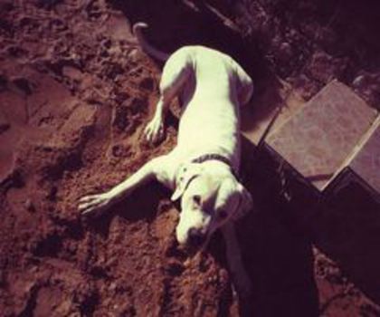 603206_494901633881358_1540842898_n_thumb