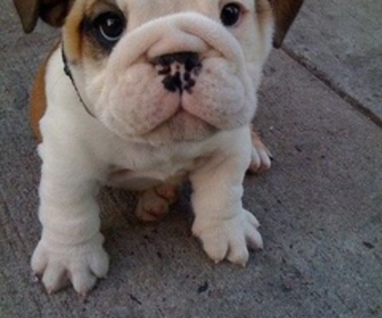 117726977728857231_pC4t5Bo9_c_thumb