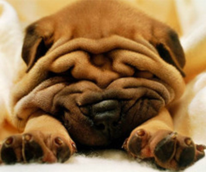 cutest_breed_dogs_20(2)_thumb