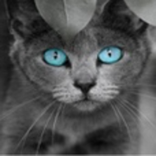 avatare_animale_725