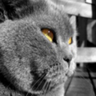 avatare_animale_732