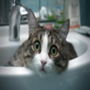 avatare_animale_733