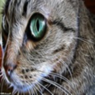 avatare_animale_734
