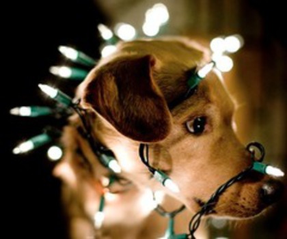 tumblr_lsb26bdLOn1r0br0po1_500_thumb