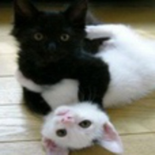 avatare_animale_239