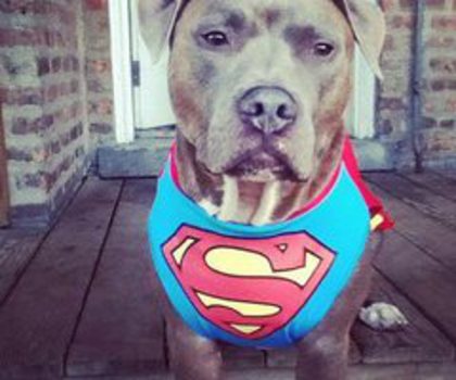 16689_452653331450843_1159477093_n_thumb