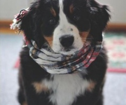 tumblr_mg2a6pIijr1rvbtiho1_400_thumb