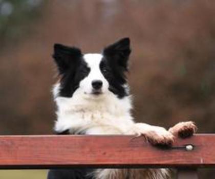 734919_311892108921317_1097514163_n_thumb