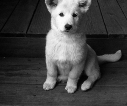 tumblr_mg61lrTjZO1rcru73o1_500_thumb