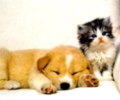 tumblr_m4t8c3D71F1qkgblgo1_500_thumb