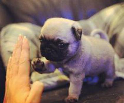 307561_10151296732477870_210513248_n_thumb