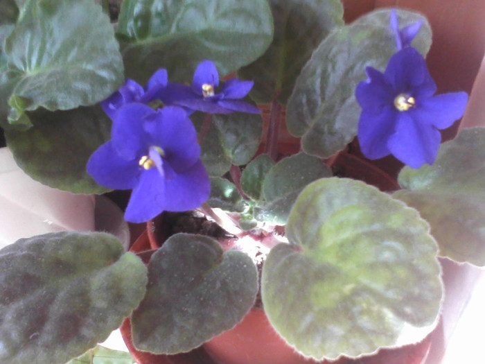 violeta - Florile mele