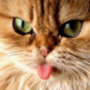 avatare_animale_1641