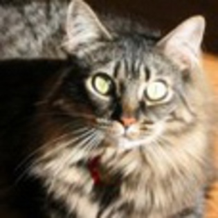 avatare_animale_1643