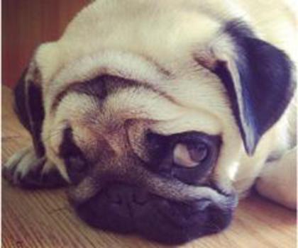 1466_105875309589351_1729898674_n_thumb