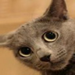 avatare_animale_1665