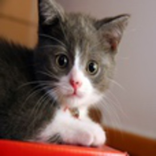 avatare_animale_1671 - xo_Pisici_xo