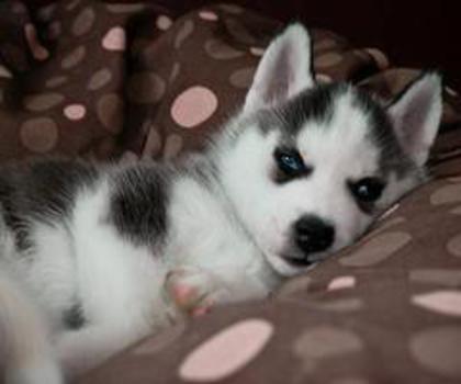 58626_323153714456207_657087541_n_thumb