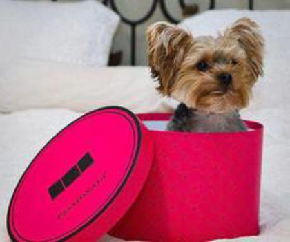 64962_461875487213711_103635557_n_thumb