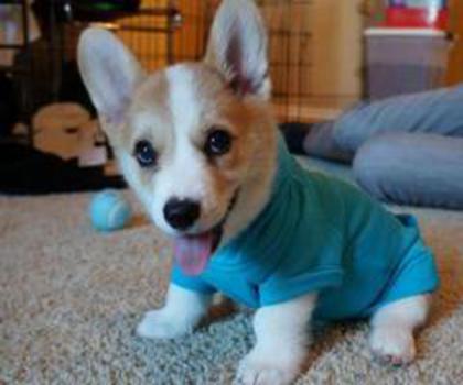 74968_10151245028743473_2006146557_n_thumb