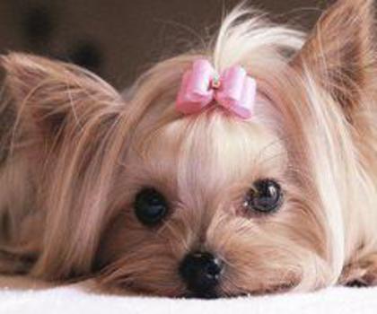 231130_509991699026033_11279333_n_thumb