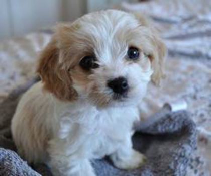 298955_222501264479601_1510997949_n_thumb