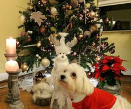 383584_382188281870523_242234958_n_thumb