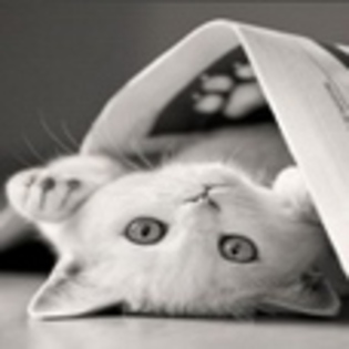 avatare_animale_1657