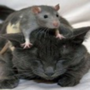 avatare_animale_1659