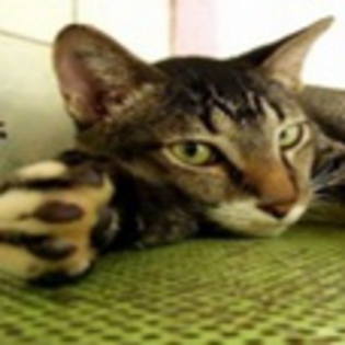 avatare_animale_1662