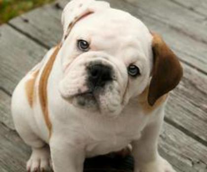 481186_452981854751420_1491714742_n_thumb