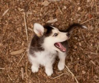 530529_517149801658213_888689719_n_thumb