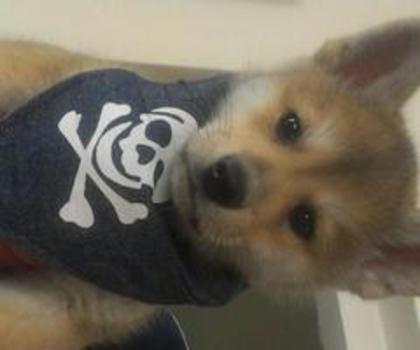 530850_4272501809711_599416542_n_thumb