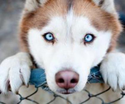 580714_517149811658212_1661302406_n_thumb