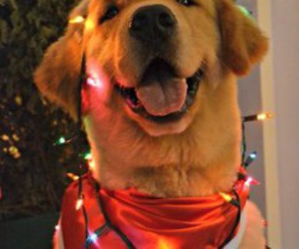 582434_392499184169156_1541694379_n_thumb