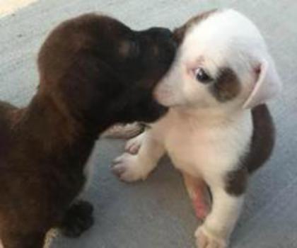 602900_10151226280590847_2048911398_n_thumb