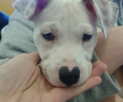 123919427216948046Pre93GROc_thumb